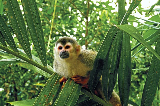 Manuel Antonio Totenkopfäffchen