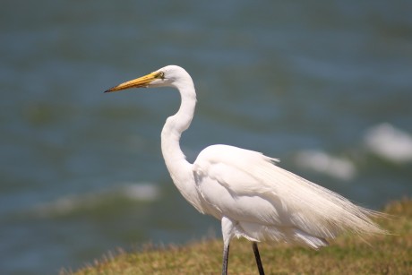 Great White Heron