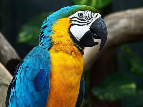 Blue & Yellow Macaw