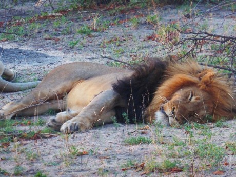 Schlafender Löwe