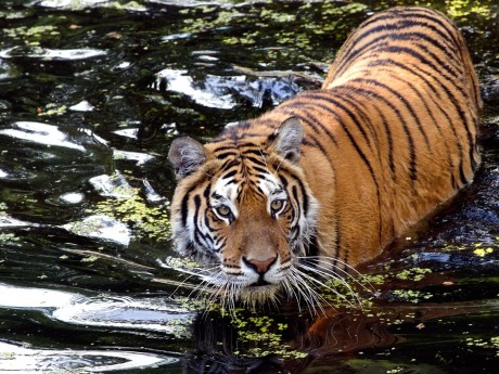 Tiger in Ranthambhore