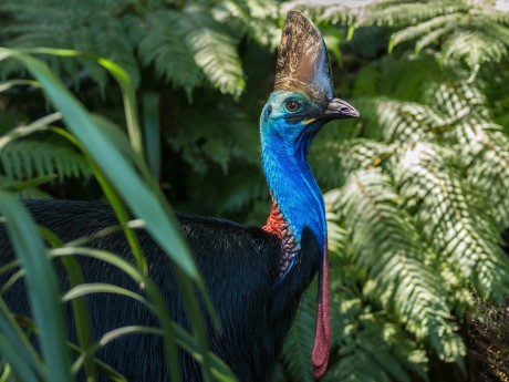 Australien_Queensland_Daintree Kasuar