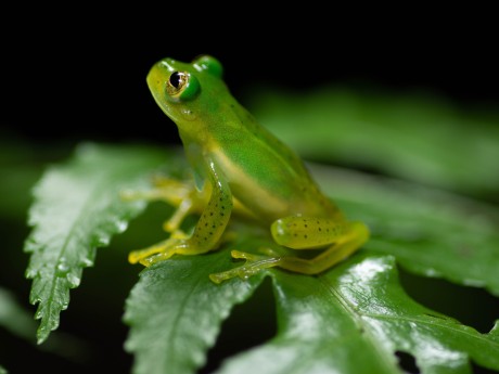 Selvatura Frog