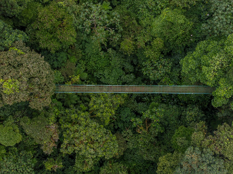 Selvatura Hanging Bridges From Above