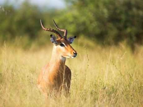 National Park Kruger