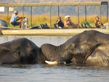 Sunway Botswana Chobe Greg Bates-3036
