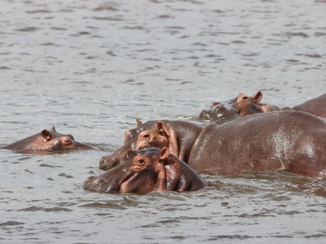 Hippo - Kazinga - Uganda