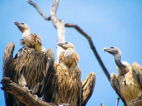 vulture family