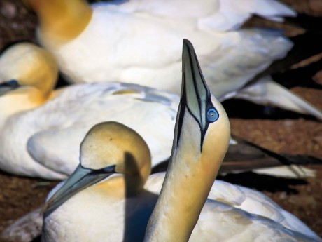 Bonaventure, Canada, Quebec