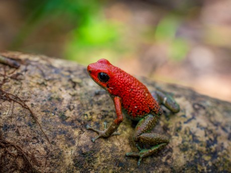 Granular Poison Dart Frog