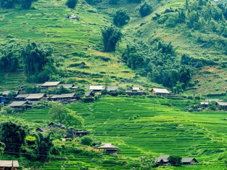 Paddy Fields Lao Chai