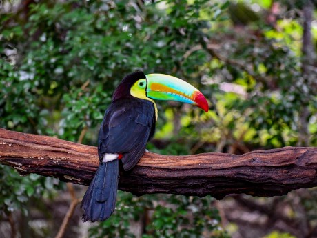Keel-billed Toucan