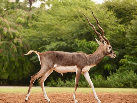 antelope india