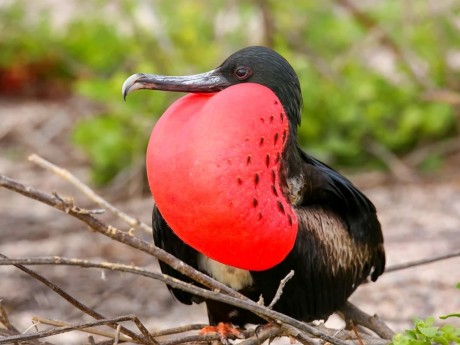 Magnificent Frigate Bird