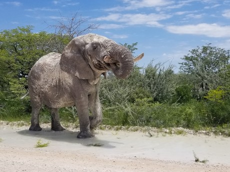 Sunway Namibia Etosha elephant puddle Pa