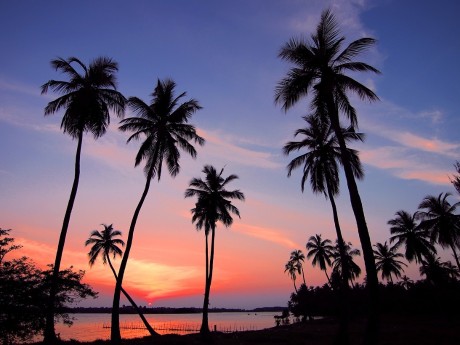 Sunset and palm trees