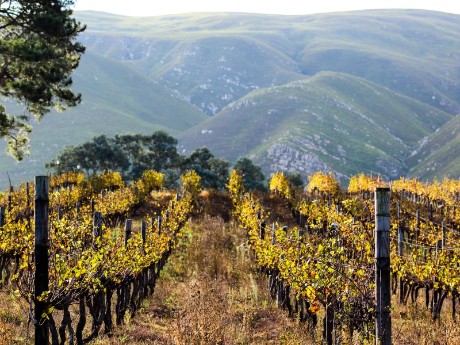Vineyards in Hermanus, South Africa