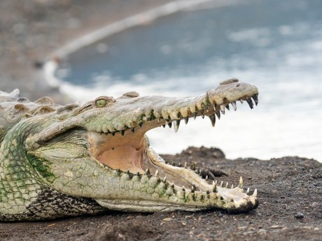 Crocodile 35