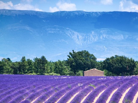 Lavendel & Berge, Provence