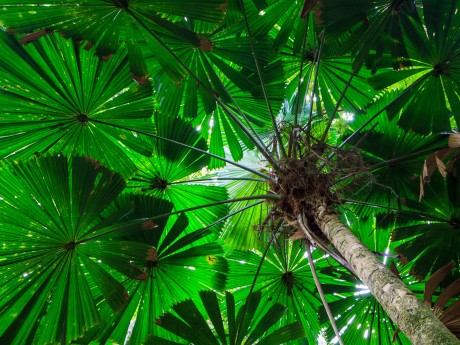 Australien_Ql_Daintree Regenwald