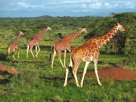 Samburu Netzgiraffen