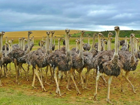 Ostriches