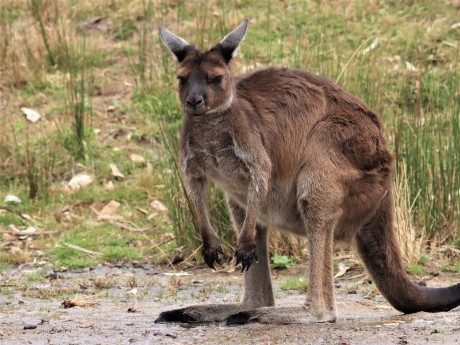 Kangaroo in Adelaide