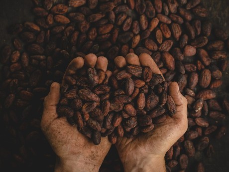 Cocoa Beans