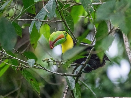 Keel-billed Toucan