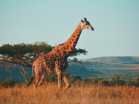 Giraffe in Hazyview