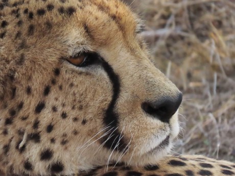 Sebatana Lodge_Südafrika_Gepard-2