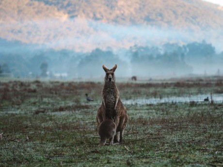Kangaroos in the Grampians National Park