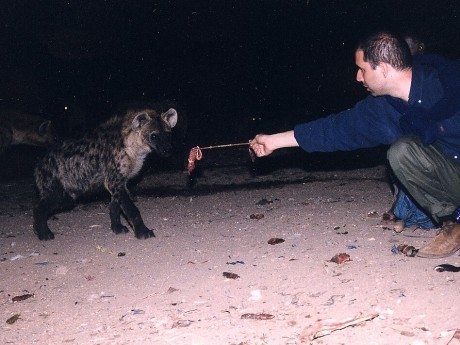 Hyena Feeding