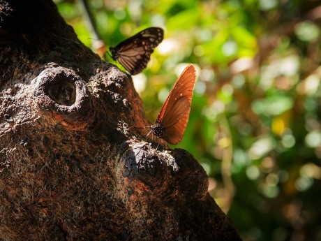 Schmetterlinge in Khao Yai