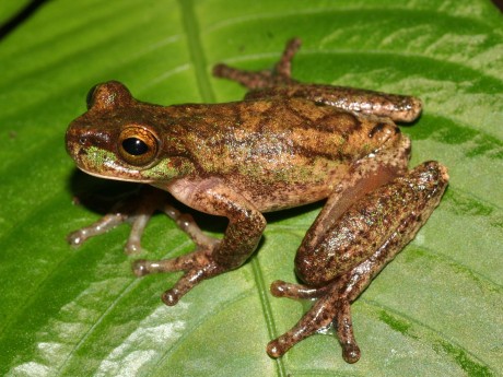 Isthmohyla Rivularis