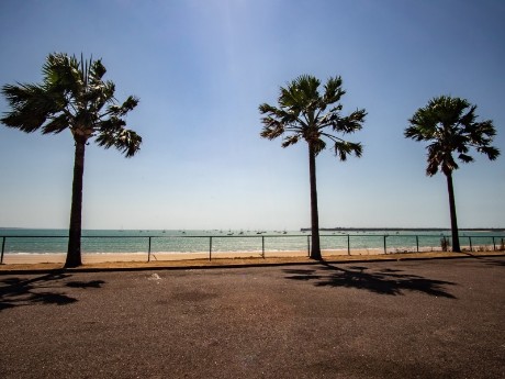 Palm trees in Darwin