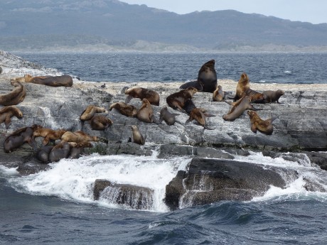 Sea lions Patagonia