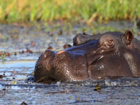 Nilpferd in Chobe