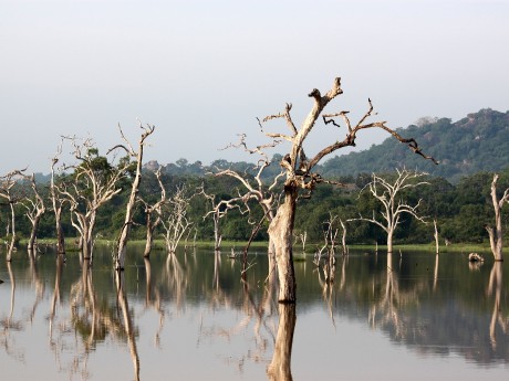 Yala National Park