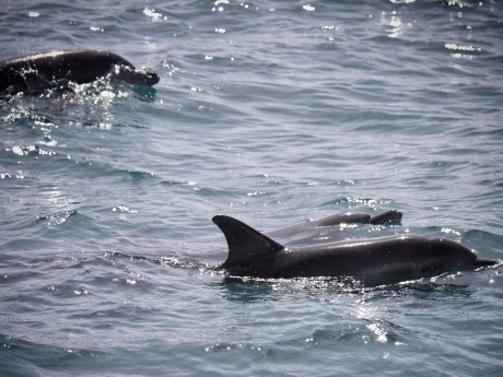 Swim with the Dolphins