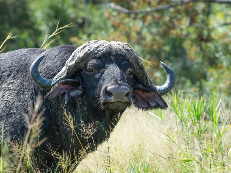 Sunway South Africa Kruger NP Bruce Tayl