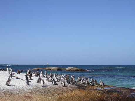 Cape Town, Pinguins, South Africa