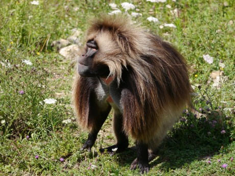 Gelada Baboon