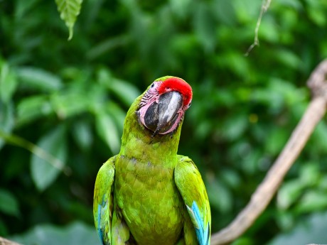 Green Macaw - Ara Ambigua