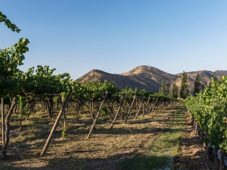 Santa Rita Vineyard