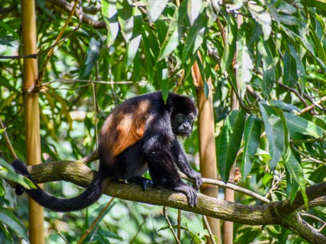 Mantled howler monkey Alouatta palliata