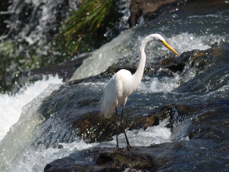 Heron Iguazú Falls