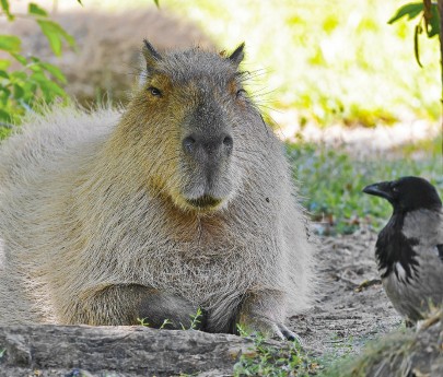 Capybara