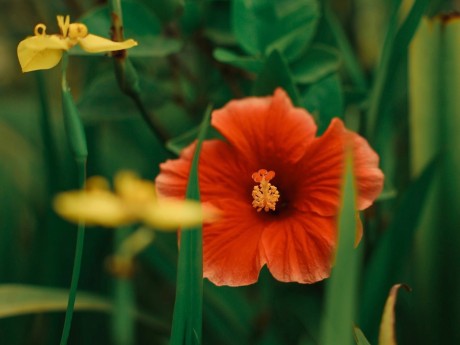 Montreal Botanical Gardens 