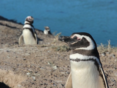 Argentinien_Valdez_Magellanic Penguins